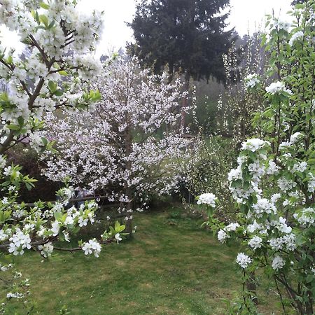 Ferienwohnung Kuckuck Auf Dem Sommerberg Incl Schwarzwaldcard Plus - 2 Zimmer 50Qm Bad Wildbad Esterno foto
